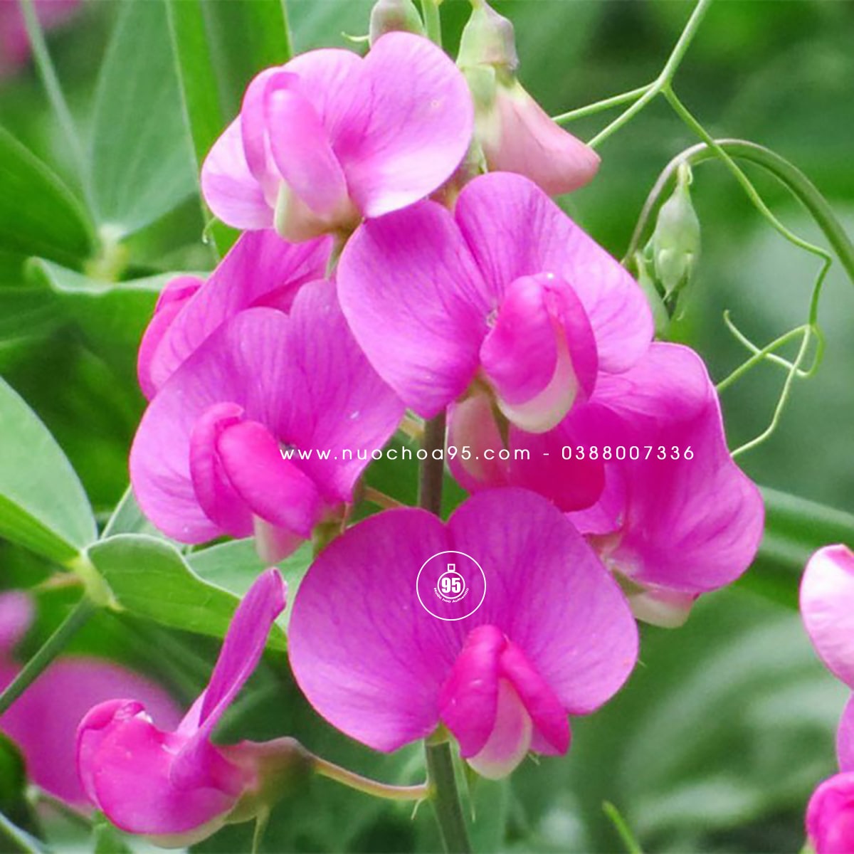 Sweet Pea là gì? Khám phá ý nghĩa, cách trồng và công dụng của hoa đậu thơm